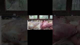 gumboro disease in poultrysymptoms and treatmentpoultryfarming [upl. by Koller]