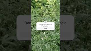 Parthenium weeds plant parthenium [upl. by Okimat]