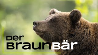 Der Braunbär  Das musst du über ihn wissen  15 spannende Fakten [upl. by Filia]