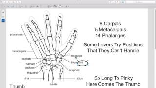 Hand and foot bones [upl. by Lenette72]