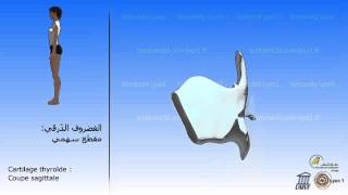 Le larynx Cartilages et os hyoïde الحنجرة  الغضاريف و العظم اللامي [upl. by Louisette]