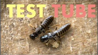 RAISING TERMITE QUEEN amp KING in TESTTUBE  DIY [upl. by Rayner]