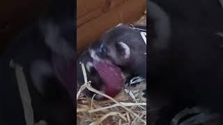 European polecat kits with a pigeon breast [upl. by Drain]