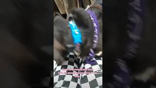 My service dog performs TAKEDOWN 😱 servicedogs servicedogteam workingdog [upl. by Asilahs]