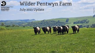 Wilder Pentwyn Farm  July Update [upl. by Amorete]