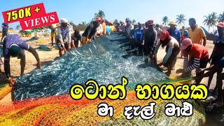 Amazing Seine Net Catch Half Ton Of Fish  Seine Net Fishing [upl. by Nahoj]