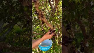 Picking Jaboticaba jabuticaba jaboticaba brazil tropicalfruits [upl. by Enattirb3]