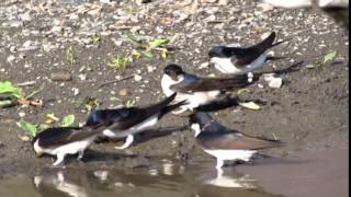 Jiricka obecna Delichon urbica Hirundo rustica House Martin Adolf Goebel [upl. by Percy]