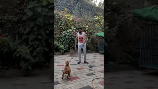 Puppy playing 🤩🤩 short puppy amstaff viral puppylove malayalam  barkhousek9401 [upl. by Gone]