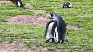 King Penguins Mating [upl. by Bevers]