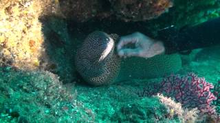 Scuba Diver handling Moray Eel it enjoys it [upl. by Constance]