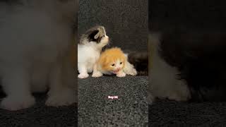 Kitten growing cat kitten cute catlover pets kucing kucinglucu how [upl. by Hamer]