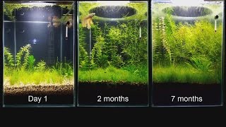 Update  No Filter No CO2 No Ferts Mini Planted Tank [upl. by Romelda]