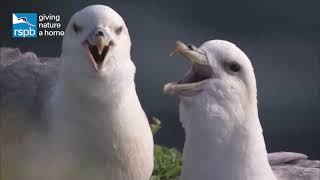 Meet the fulmars the UKs mini albatrosses [upl. by Reena]