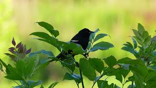 Red Winged Blackbird [upl. by Adnirim694]