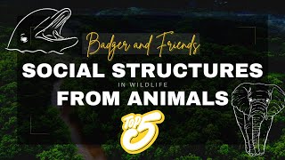 Social Savants Top 5 Animals with the Most social structures [upl. by Ahsetel]