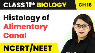 Histology of Alimentary Canal  Digestion and Absorption  Class 11 Biology [upl. by Stanton]