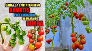 Paano Magtanim ng Kamatis [upl. by Ydnal]