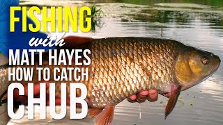 How to Catch Chub  Matt Hayes Fishing Show [upl. by Yevi]