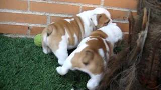 bulldog ingles 50 diasAVI [upl. by Levitus]