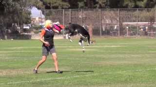 Awesome Frisbee Dogs [upl. by Fox]