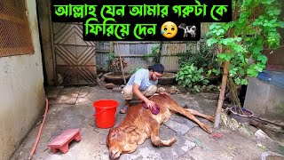 আল্লাহ যেন আমার গরুটা কে ফিরিয়ে দেন 😥🐄 [upl. by Trinl]