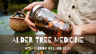 Alder Tree Medicine [upl. by Braeunig]