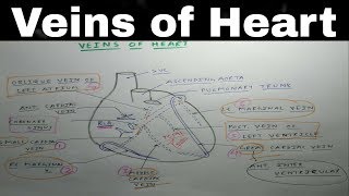 Heart Venous Drainage  Part 2  Coronary Sinus and Cardiac Veins Diagram  TCML [upl. by Catina363]