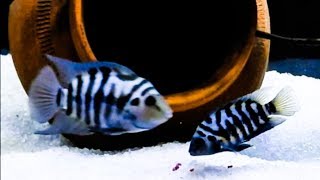 Convict Cichlid Care amp Tank Set up Guide [upl. by Gnues592]