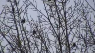 Birding  Baggeridge Country Park December 2008 [upl. by Ahcsas]