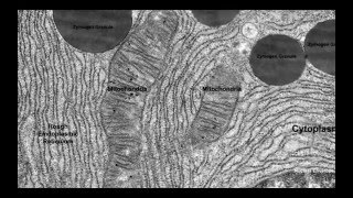 12 Application Organelles within exocrine glands of the pancreas and palisade mesophyll cells [upl. by Natassia]