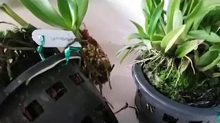 Orchid unboxing  Trichocentrum lanceanum Oncidium lanceanum  Oncidium yellow twinkle [upl. by Yanahs]