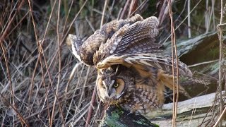 Awakening A Longeared Owl comes to Life [upl. by Leontyne]