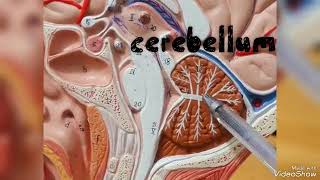 cerebellum model [upl. by Alfonse]