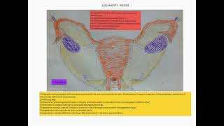 ANATOMIA  LEZIONE 43  APPARATO GENITALE FEMMINILE [upl. by Atiruam]