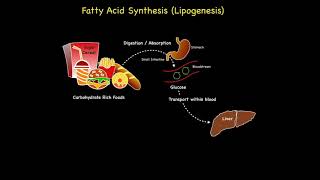 Fatty Acid Synthesis Lipogenesis [upl. by Aihsirt]