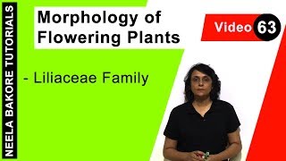 Morphology of Flowering Plants  NEET  Liliaceae Family  Neela Bakore Tutorials [upl. by Aronson]