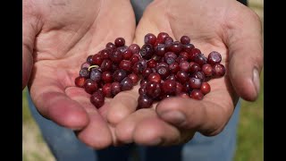 Chef WildHuckleberries Cobbler [upl. by Llerol]