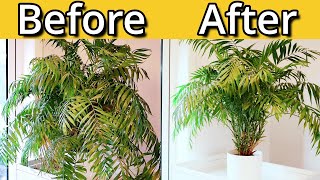 Tidying Up My Parlour Palm [upl. by Paehpos396]