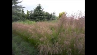 Calamagrostis ×acutiflora Karl Foerster trzcinnik ostrokwiatowy Karl Foerster [upl. by Greenquist]