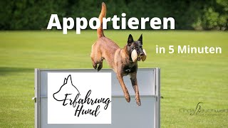 Apportieren Hund in 5 Minuten Apportieren beibringen [upl. by Natica467]