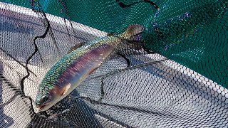 A DAY OF FISHING With SeaSpanker Outdoors  Underwater Footage of Trout amp Bass  Green Valley Lake [upl. by Zoha79]