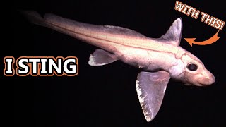 Ghost Shark facts aka Chimaera Facts  Animal Fact Files [upl. by Ettesus]