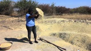 Winnowing wheat omahangu in the north [upl. by Craig]