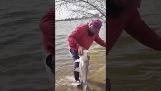 FEEDER FISHING చేసాం ఐతే మాకు కట్ల చేప పడ్డది 🐟🎣  ROSHU FISH HUNTING🐟😋riverfishhunting viralshort [upl. by Koblick]