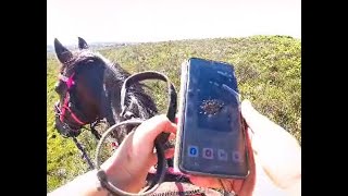 Horse Stuck in a Bog  Cavallo Hoof Boots STAY ON [upl. by Carmina]