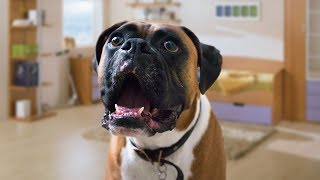 Funny Boxer Dog Talking Compilation [upl. by Clymer]