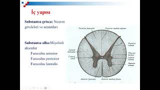 Medulla spinalis Tıp Diş Hek Anatomi İnsan Anatomisi TUS DUS SBF Soru çözümü Arasınav [upl. by Lamar]