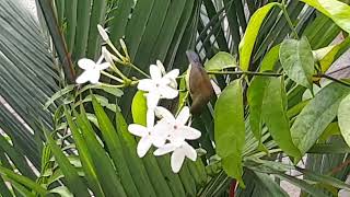 Olivebacked Sunbird at Rifle Range Nature Park Singapore [upl. by Barden]