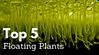 Top 5 Floating Plants for Aquariums [upl. by Madox700]